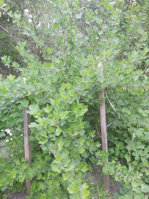 Саженцы крыжовника