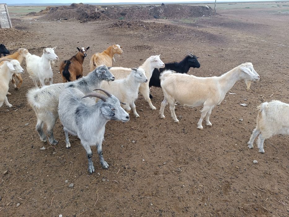 Ешкі сатылады. Козы. Только оптом.