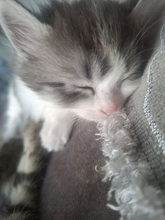 Котята в добрые ручки