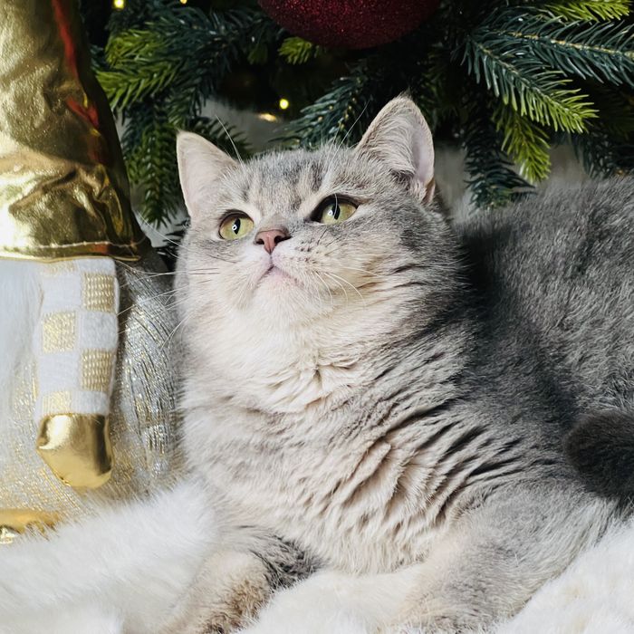 Британская девочка