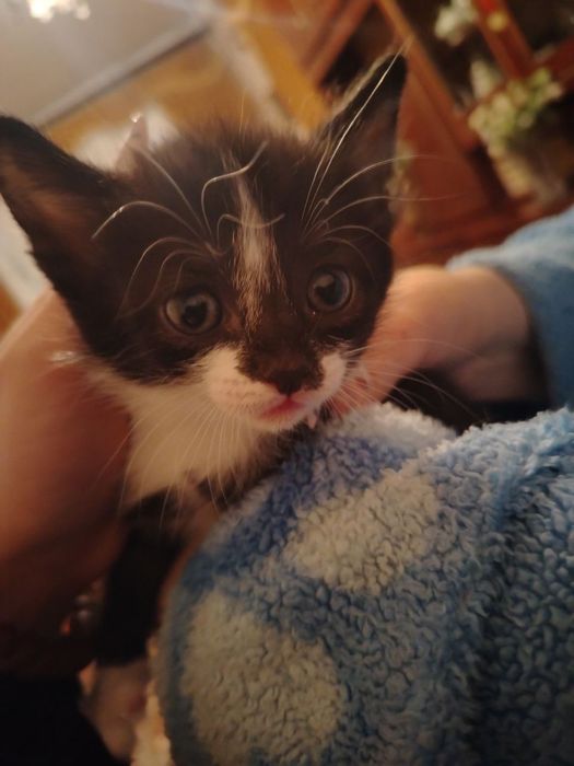 Отдаю котят в хорошие руки.