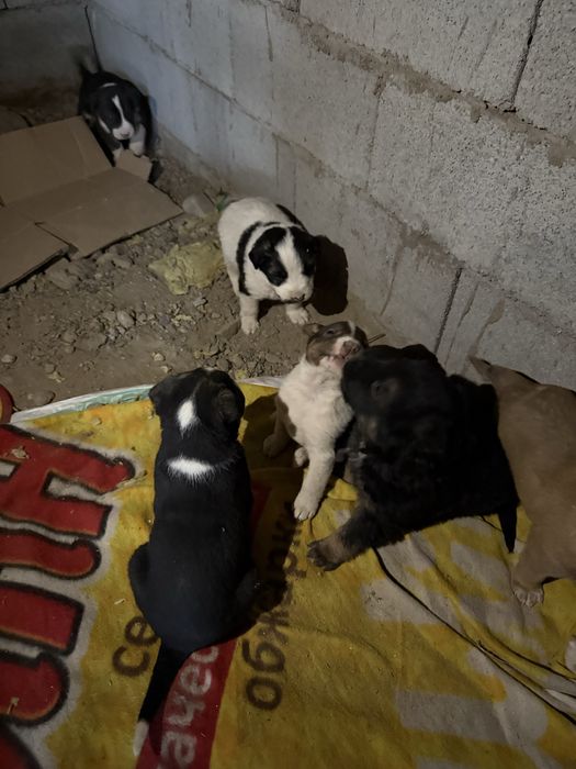 Щенки отдам даром
