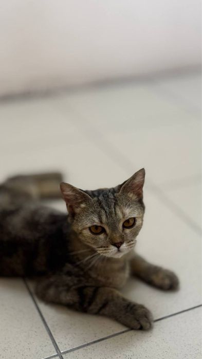 отдадим кошечку в добрые руки
