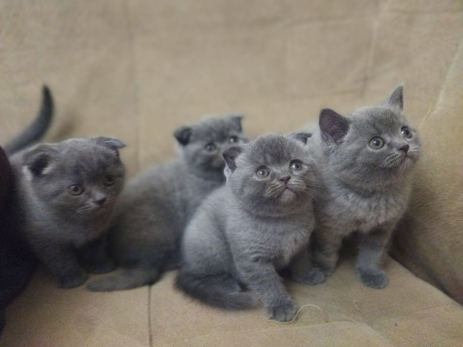 Продаются котята скоттиш фолд страйт шотландские вислоухие