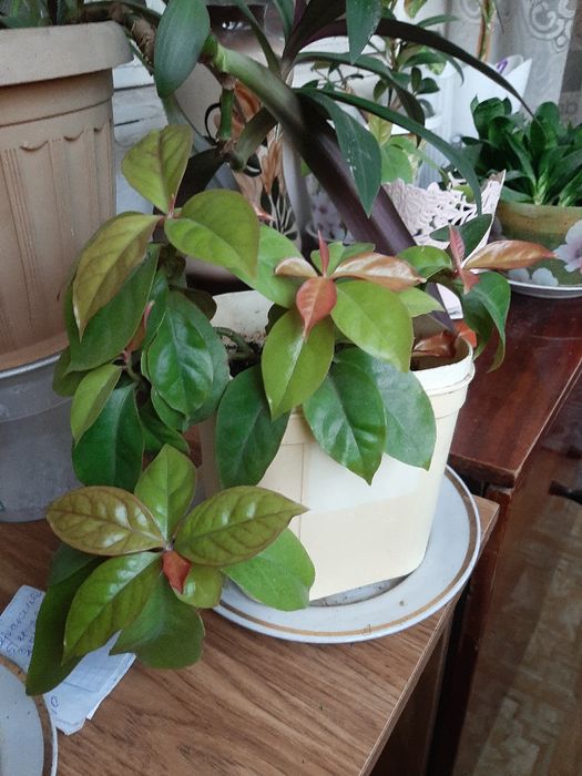 Продам комнатные растения