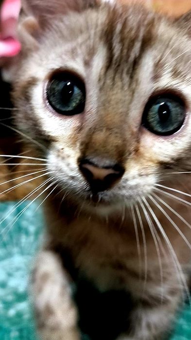 СНЕЖНЫЙ БЕНГАЛ, Котик- шик..