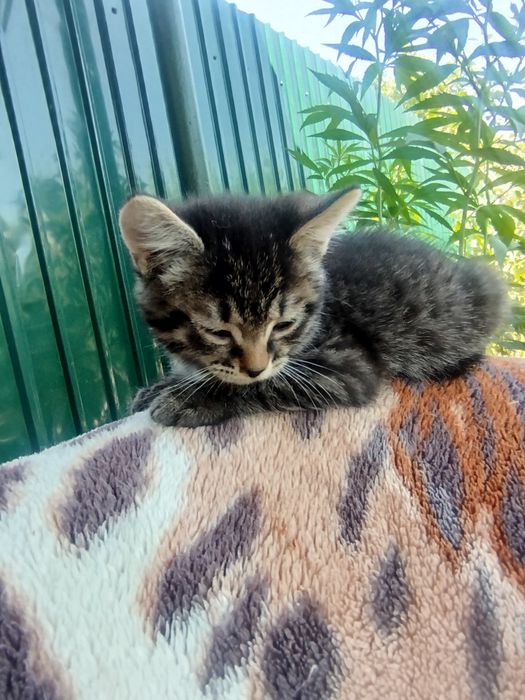 Отдам котят  в добрые руки