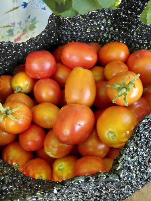 Продам помидоры дачные