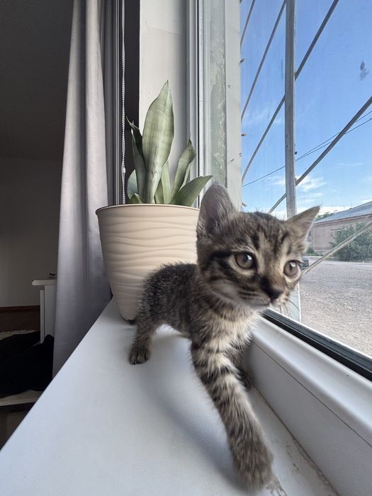 Котенок девочка в добрые руки!!!