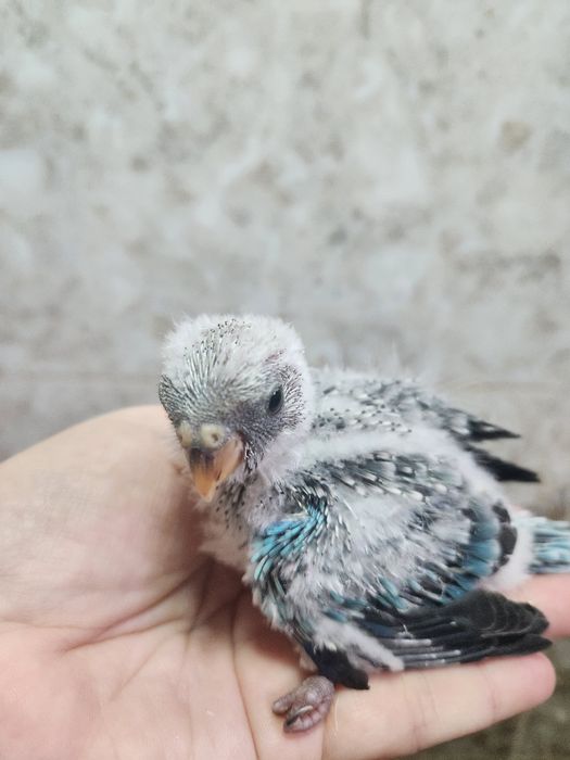 Продам молодых,певчих попугаев.Для ручного выкармливания кашей (самцы)
