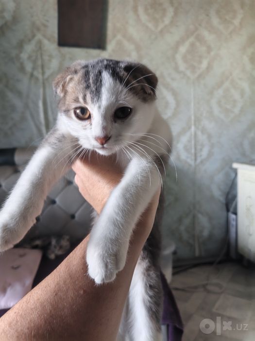 Scottish fold 2 malchika