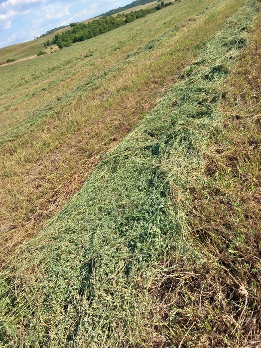 Продажба втори откос ролонна (кръгла) бала люцерна