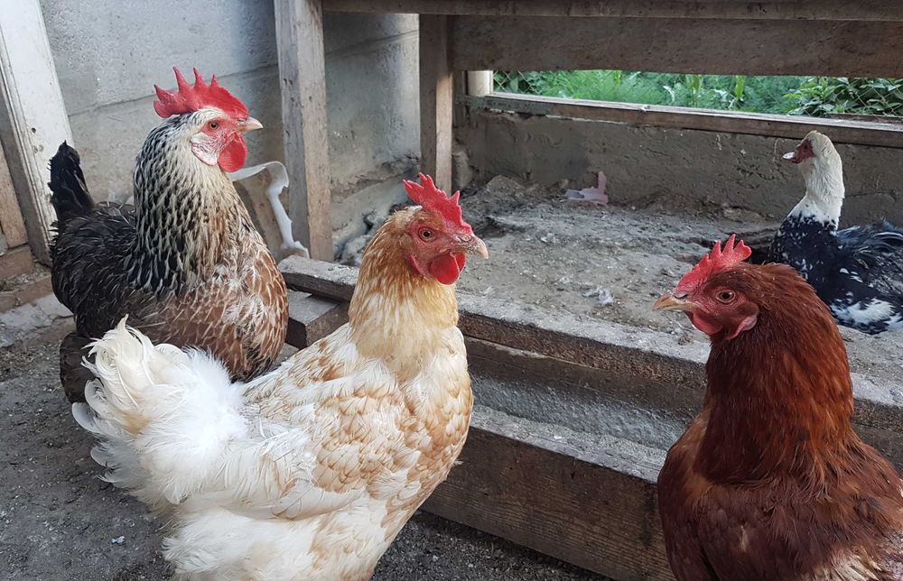 Питомец домашний