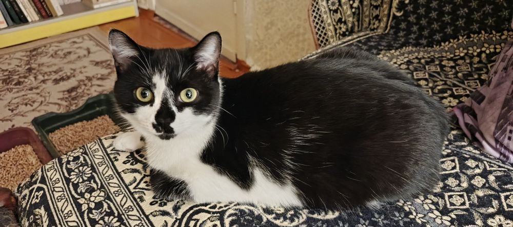 Юная стерилизованная кошечка в добрые руки