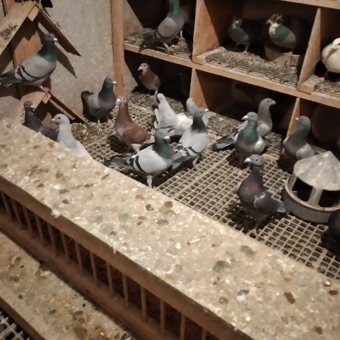 Vând pui porumbei voiajori 2025