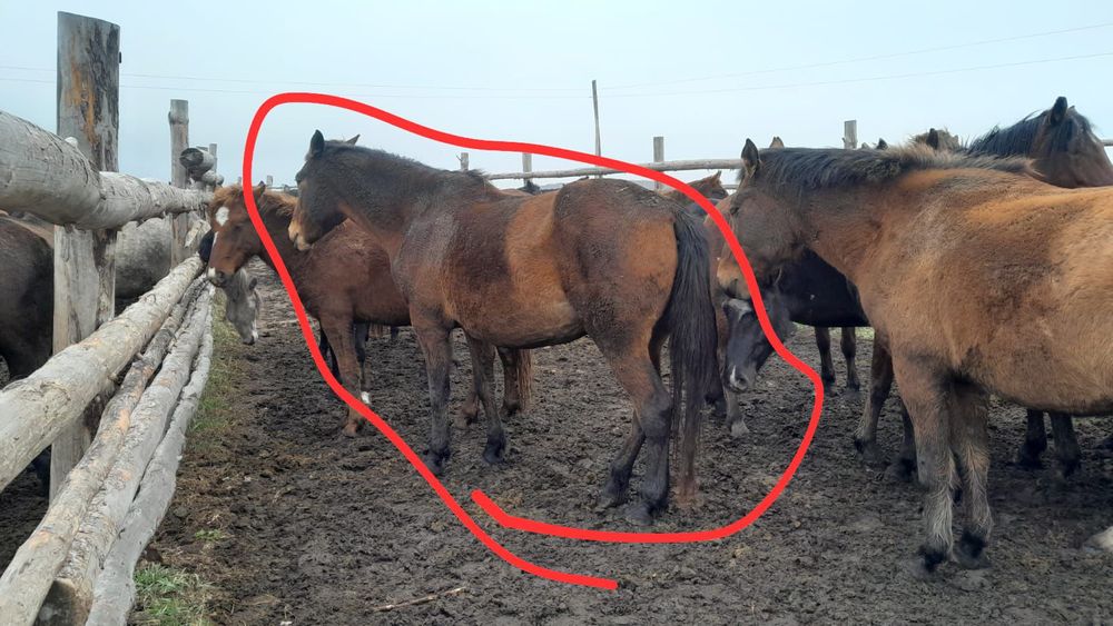 Продам кобылу 6лет