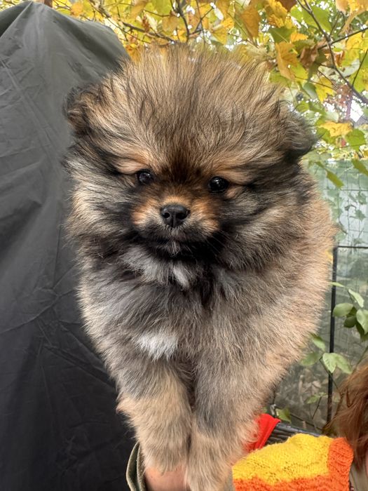Pomeranian Mascul