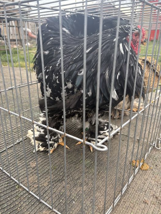 Oua și perechi brahma negru bobat , la bresse alb