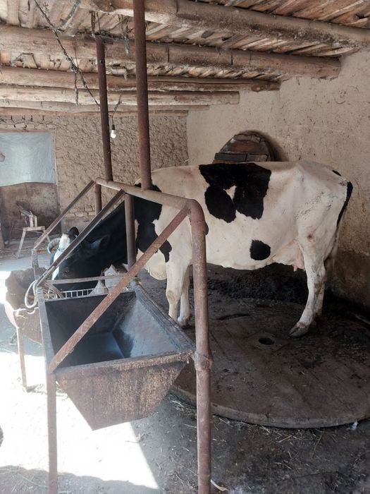 sigir sotiladi сигир