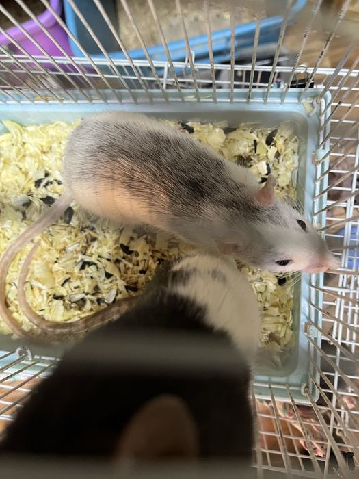 Крысы девочки (крыса,крыс,декоративные крысы)