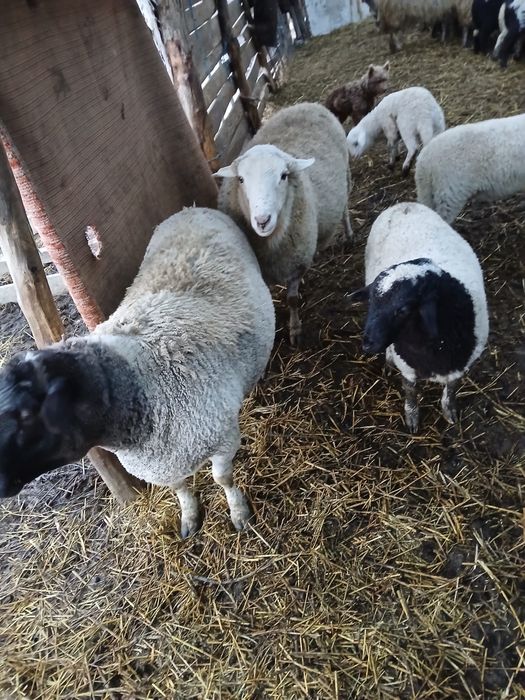 Vand sau schimb cu o oaie dorper.berbecul are 2 ani