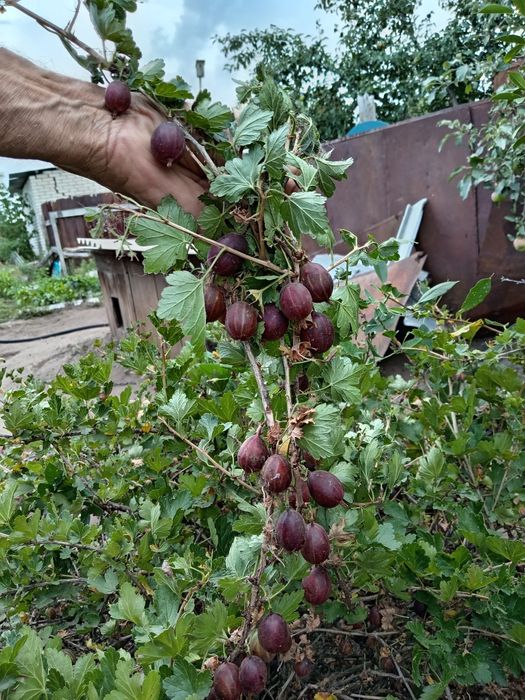 Крыжовник, Малина, Смородина кусты