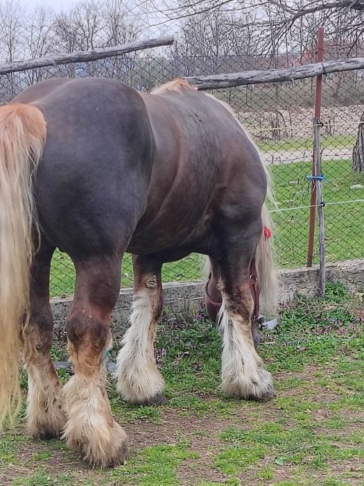 Armăsar greu pentru monta