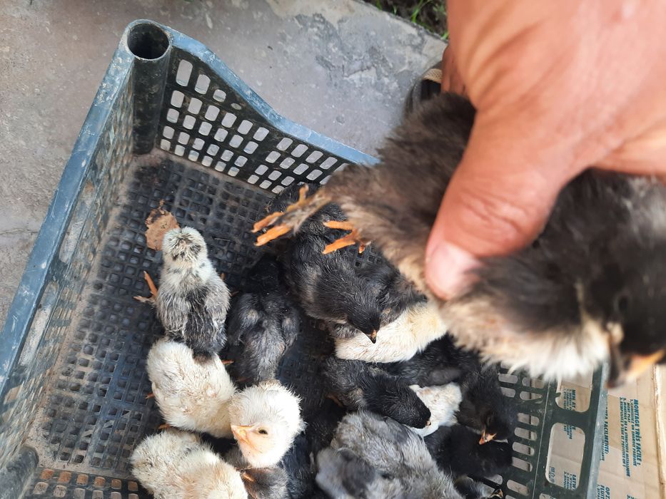 Андижон кора товук брама жерс Жужалари сотилади