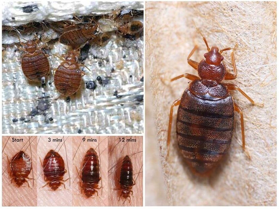 Дезинфексия дезинфекции Dezinfeksiya xizmati dezinseksiya dizinfeksiya