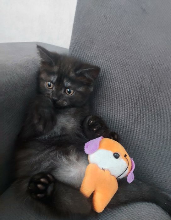 Котята два месяца