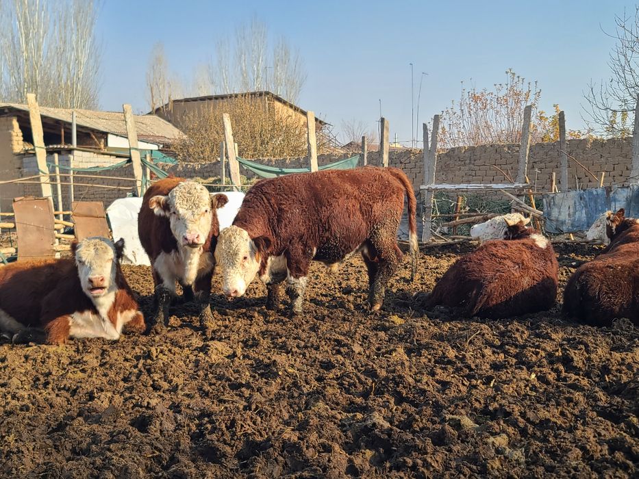 Greford buqalari sotiladi