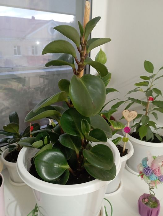 Пиперомия туполистная