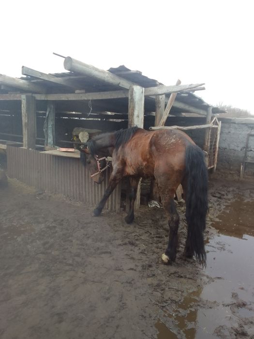 Сельхоз животные