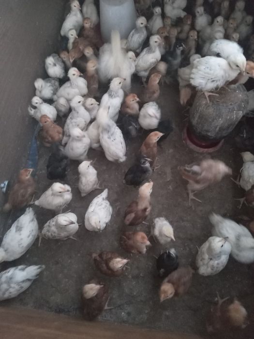 Adleriskiy joʻjalar sotiladi 1 oylik