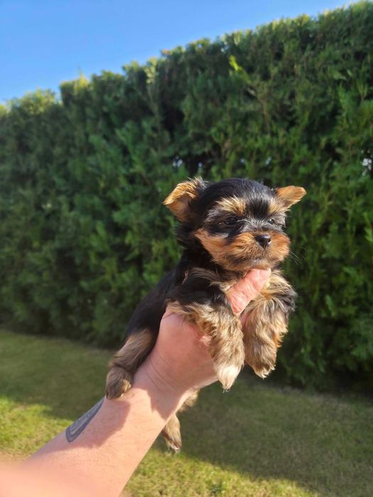 Йоркширски тириер/съкровища