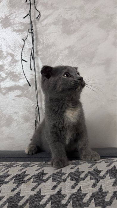 Шотлански И Британец котят