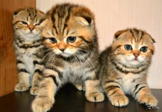 Срочно продою шодланских  котят скотиш фолд