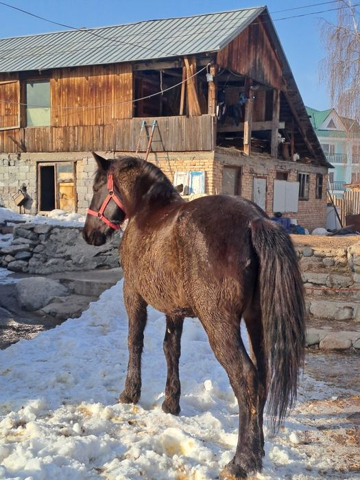 Айғыр сатылады 5 жасар