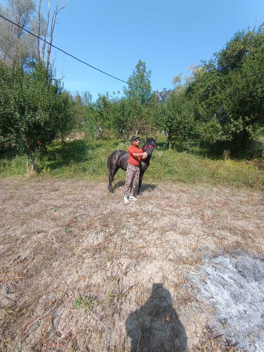 Se vinde doua iepe la prețul de 150 milioane ele se pot vedea în localitatea Gura -Teghii jud. Buzău detalii la proprietar ion pintea Nr 0746820717