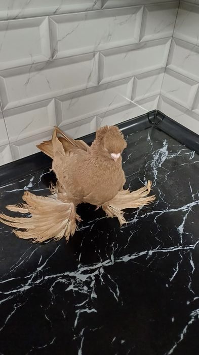 Голубь самец желтый