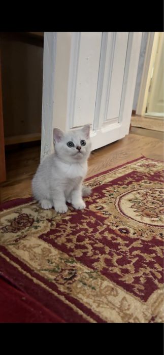 Британец шиншилла