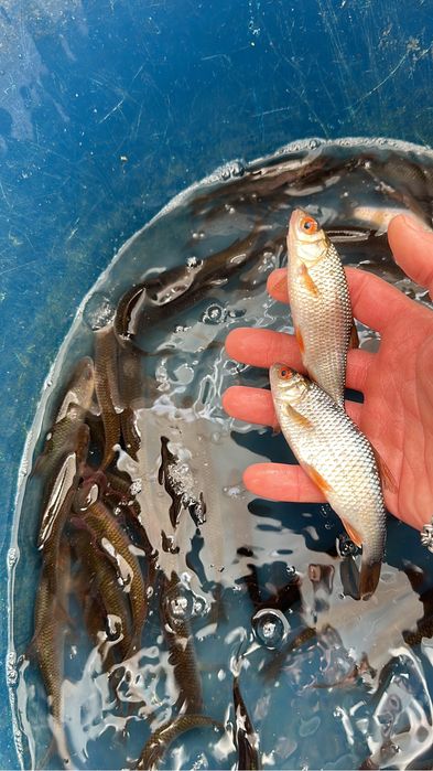 Живчик Свежий Чебак