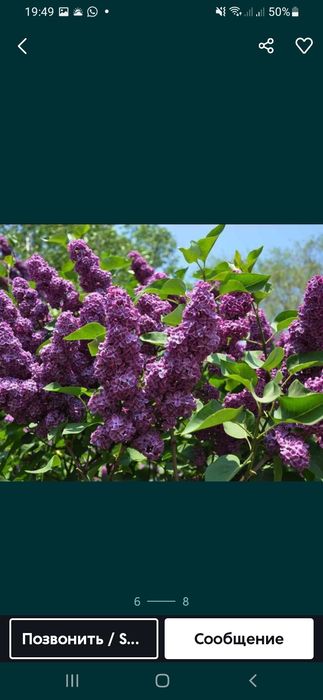 Продам свежие сирени