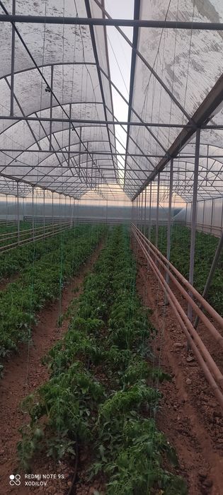 Теплица qurish xizmati  (parnik, issiqxona)