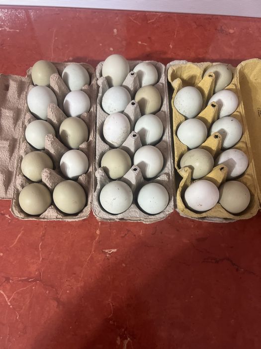 Oua incubat araucana si australorp