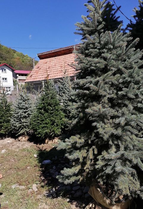 Tuia leylandi, columnaris, smarald, brazi arginti și verzi