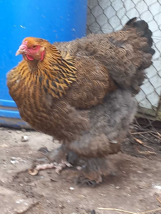 Vand oua gaini Brahma potarnichiu si herminat deschis
