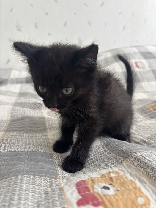 Отдадим милых котят
