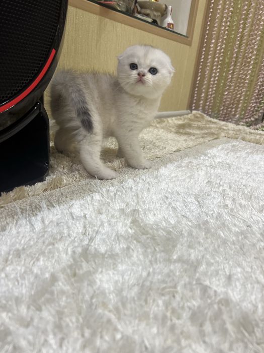 Вязка! Шиншилла Серебро , Фолд!