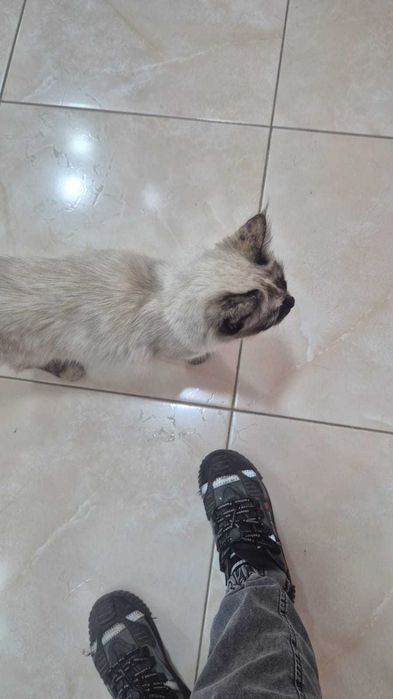 Нашли кошку, сиамскую